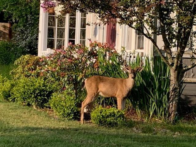 Anchorage Inn B&B Coupeville Kültér fotó